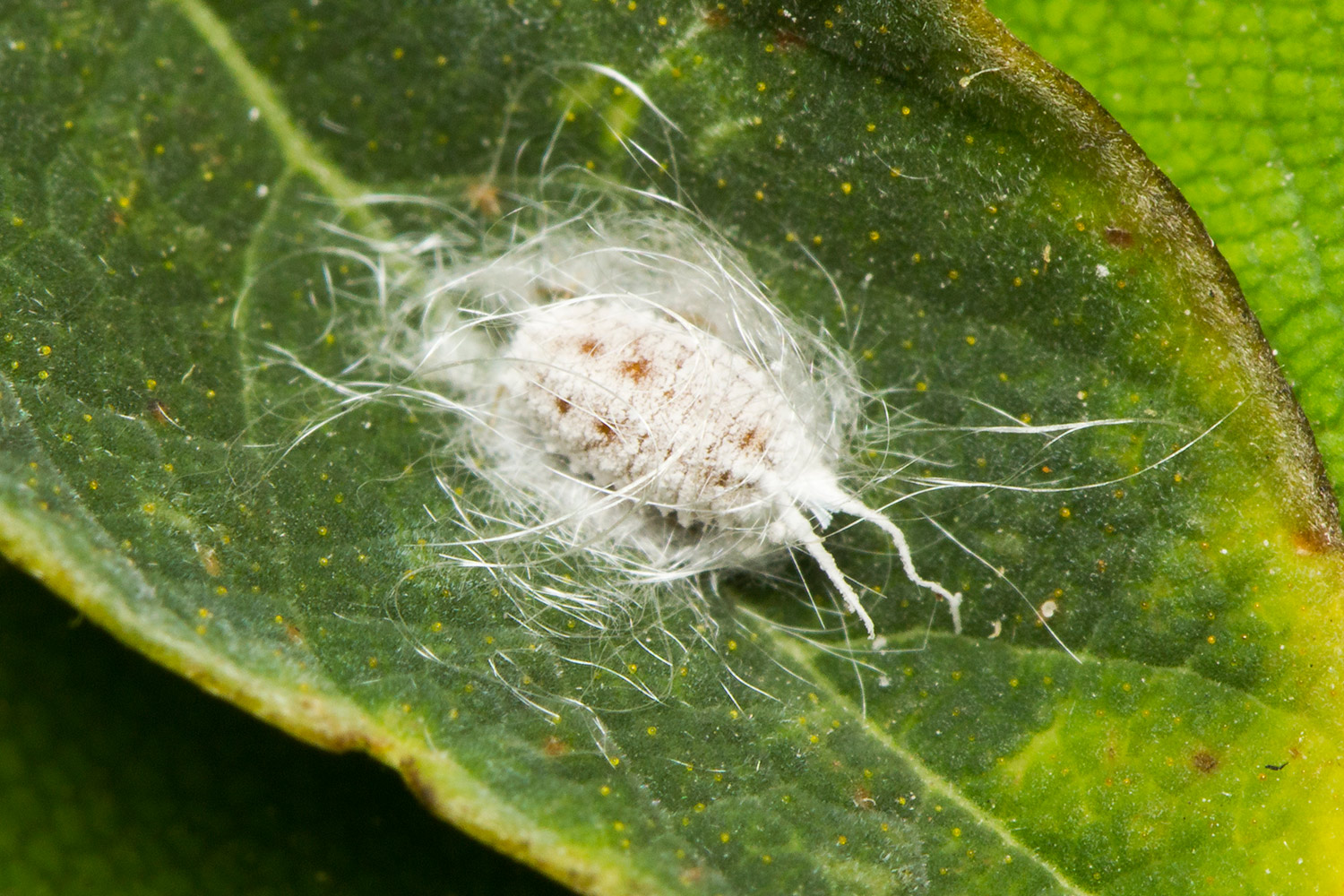 Long-Tailed Mealybug Barbados